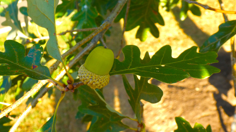 green acorn and oak leaves