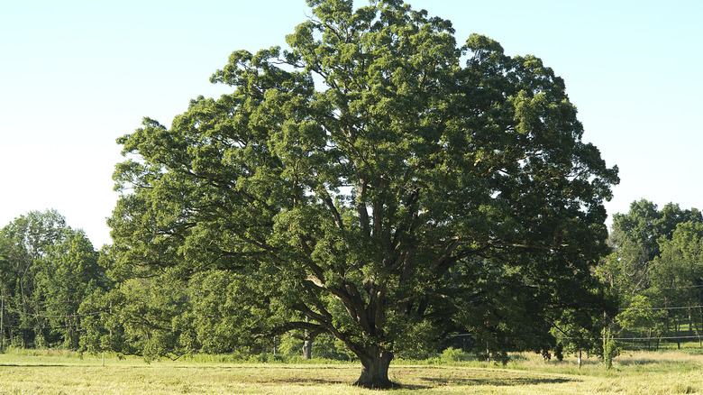 oak tree in grassy field