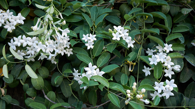 Stephanotis floribunda vines with flowers