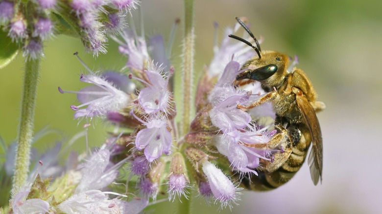 Pennyroyal plant closeup