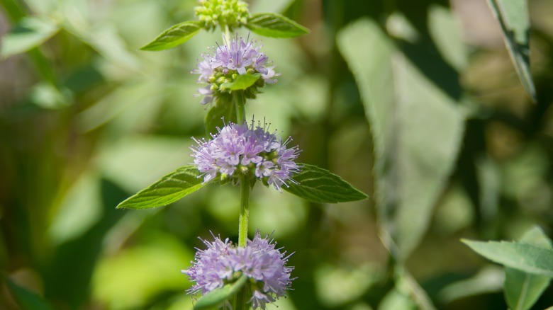 Pennyroyal plant