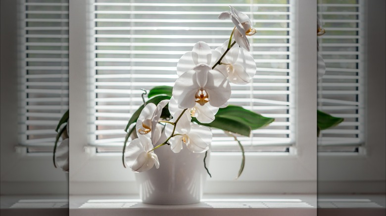 Potted moth orchid