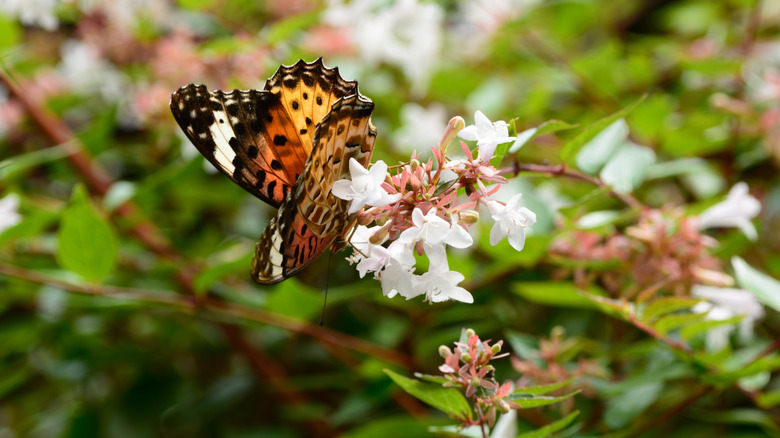 Indian fritillary butterfly