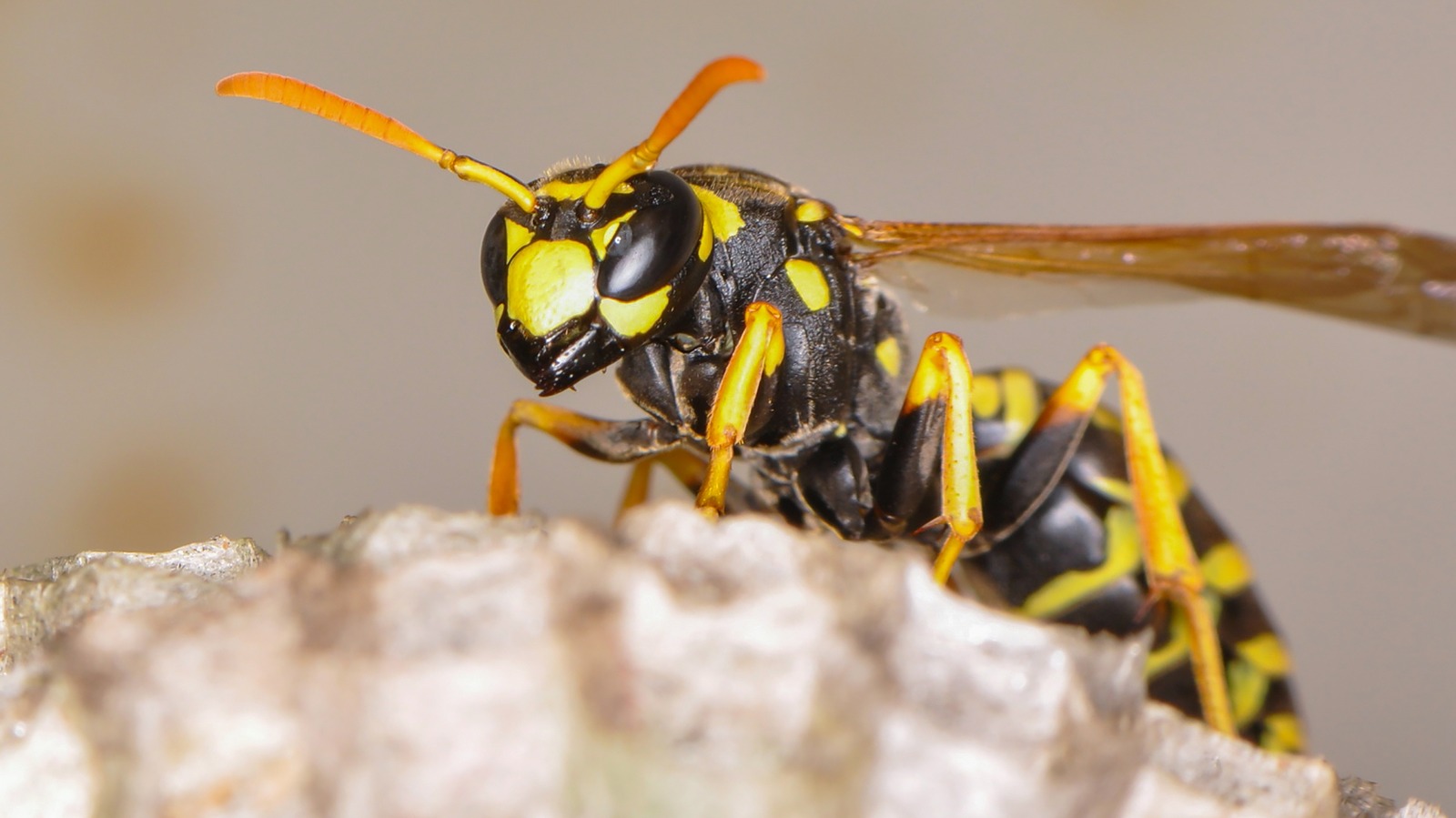 Grow This Strong-Smelling Plant To Help Repel Wasps From Your Yard For Good