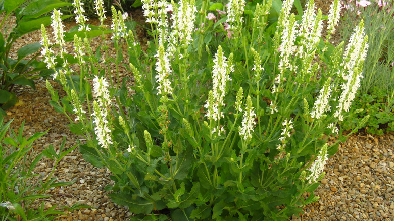 A flowering mound of Clethra alnifolia