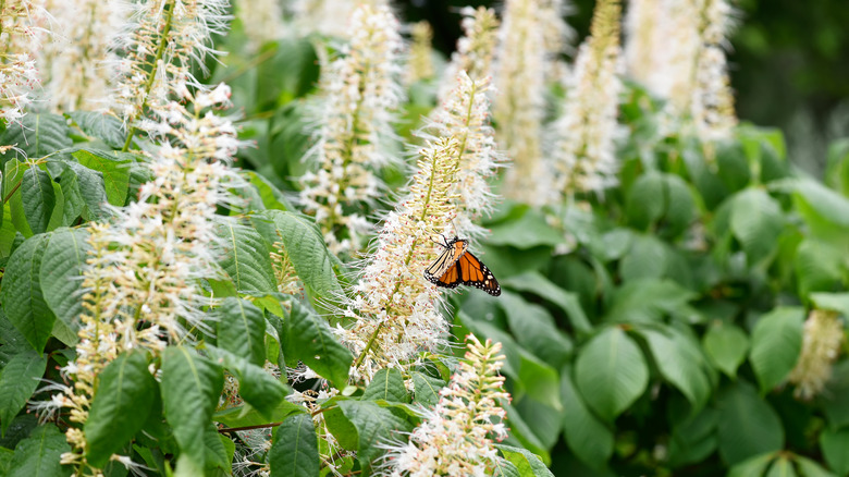 Clethra alnifolia shrub with butterfly on one flower