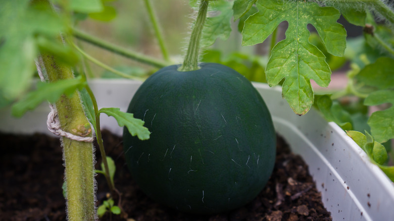 sugar baby watermelon