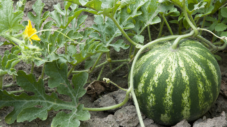 watermelons on vine