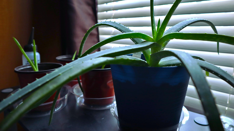 aloe vera pups that have grown