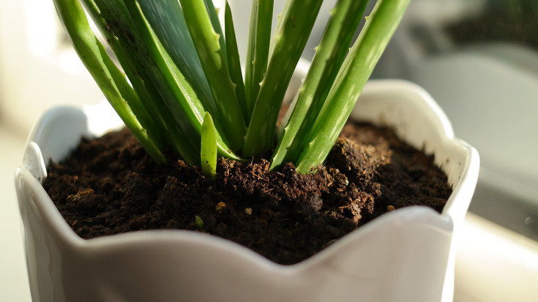 aloe vera pup