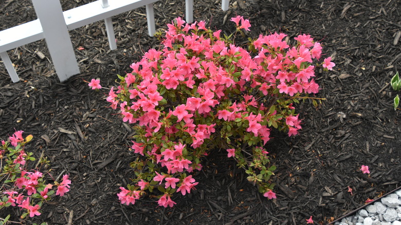 Azaleas in good soil mixture