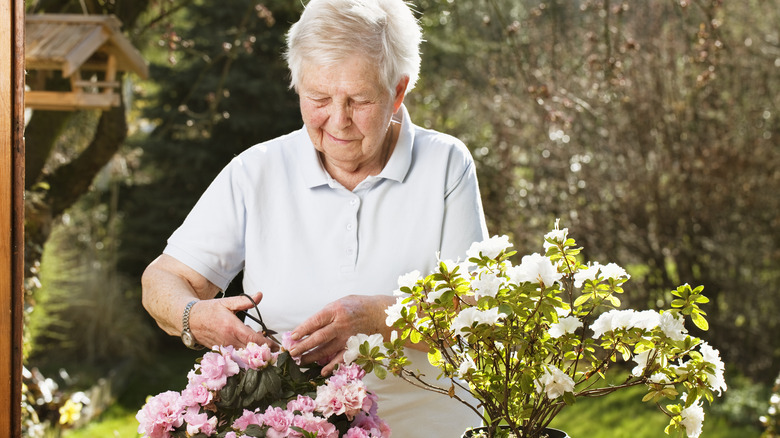 Pruning azaleas