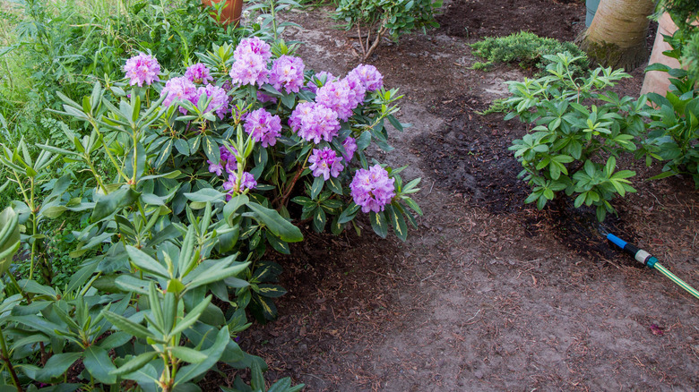 Good drainage in azaleas