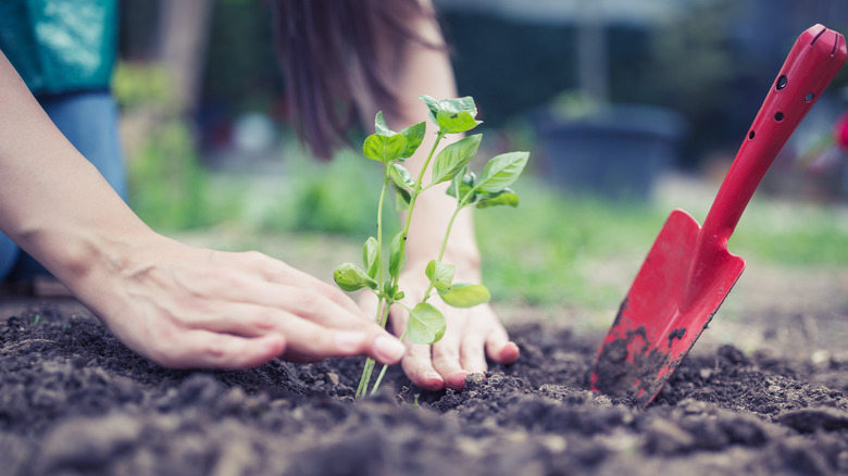 Planting basil in garden