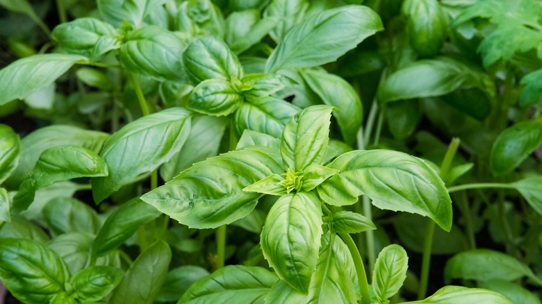 Closeup of basil leaves