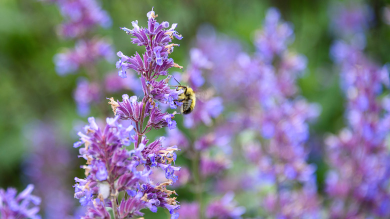 bee on catmint