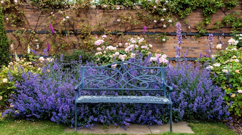 catmint plant and rose bush