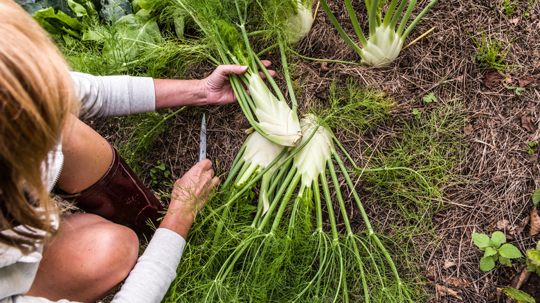 Person harvesting fennel in garden