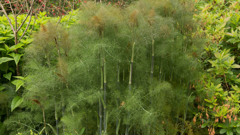 ornamental bronze fennel