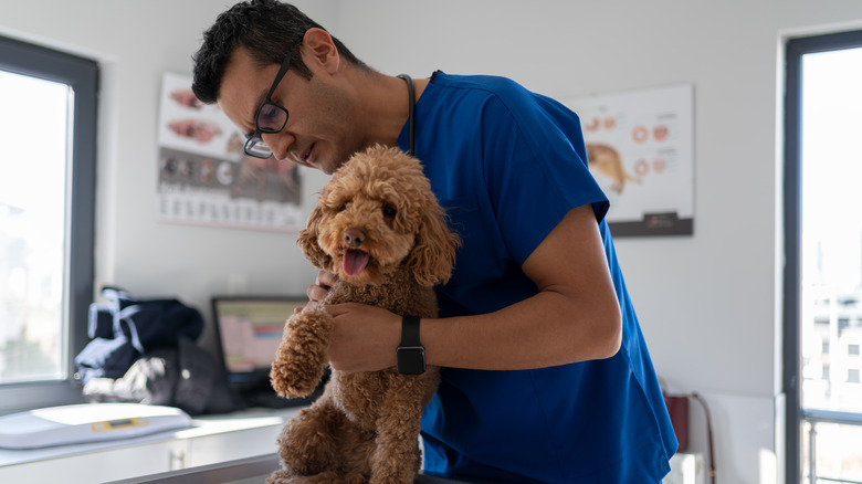 Dog at the vet