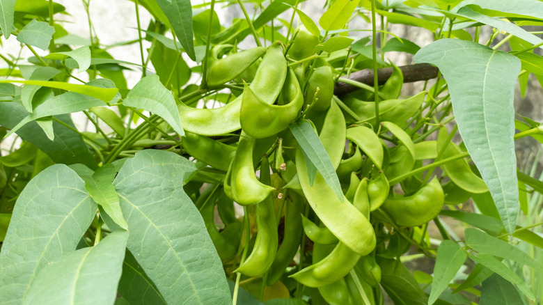 Bushy lima bean plant