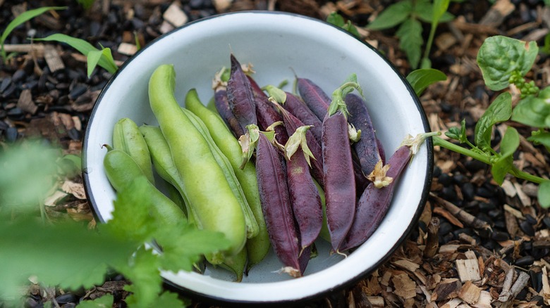 Green lima beans and purple beans