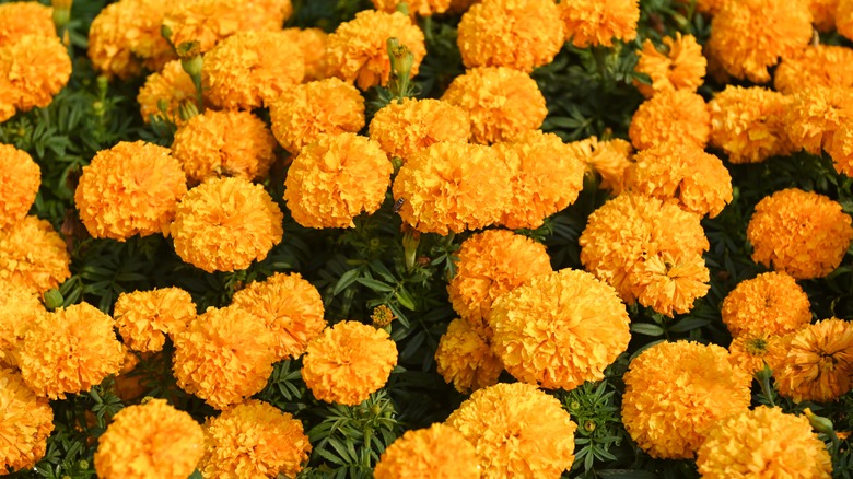 Blooming marigolds in garden