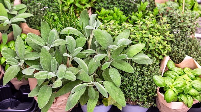 A collection of healthy herbs in pots with sage in the foreground