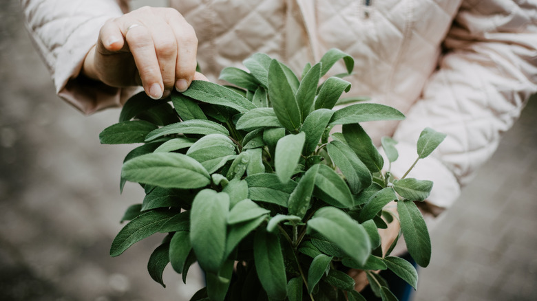 Healthy sage plant in a pot held by a gardener who is touching the soft velvety leaves