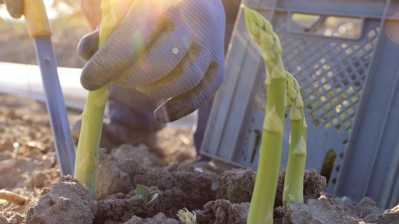 Farmer harvesting asparagus