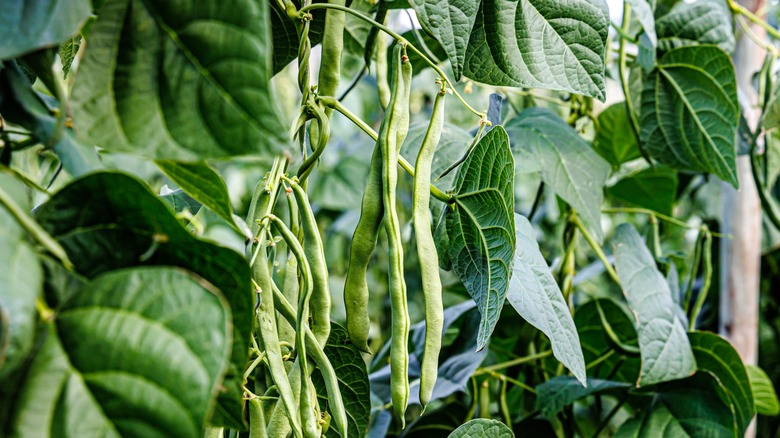 String bean plant