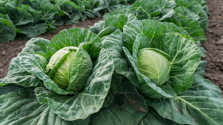 Cabbages growing in field