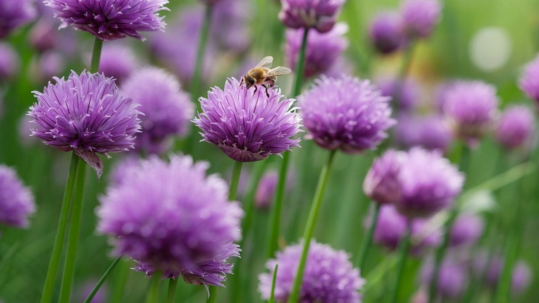 Chive flowers with bee