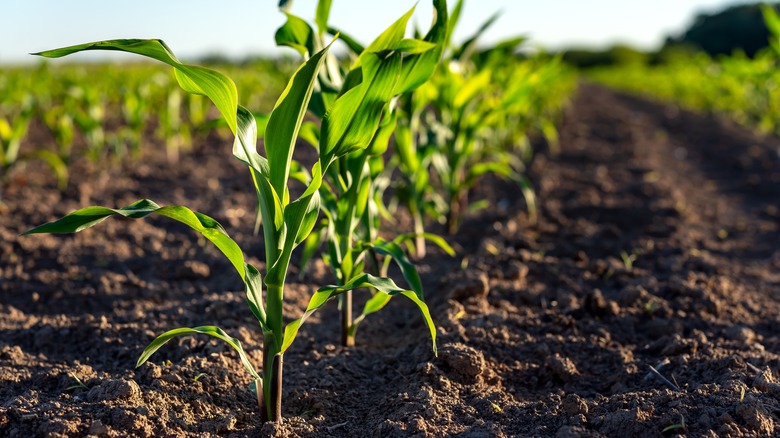 Young corn plants in field