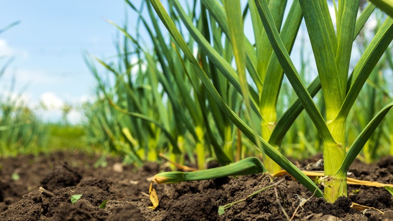 Garlic plants in field