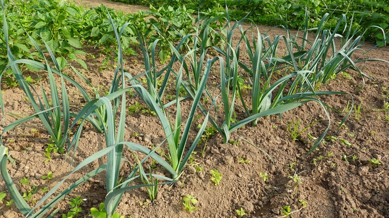 Leeks growing in field