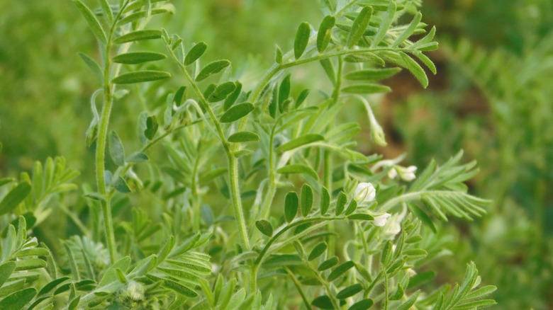 Lentil plant