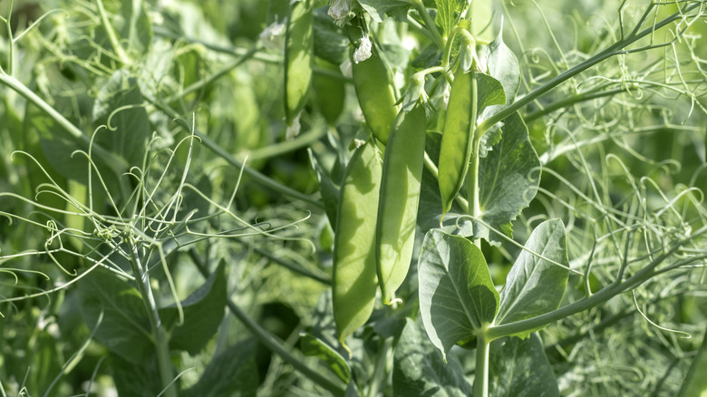 Pea plant in sun