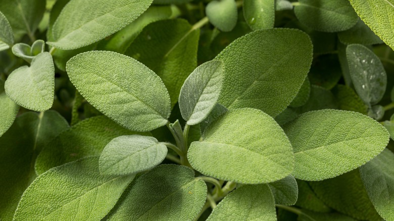 Sage plant