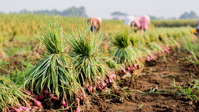 Shallot plants in field