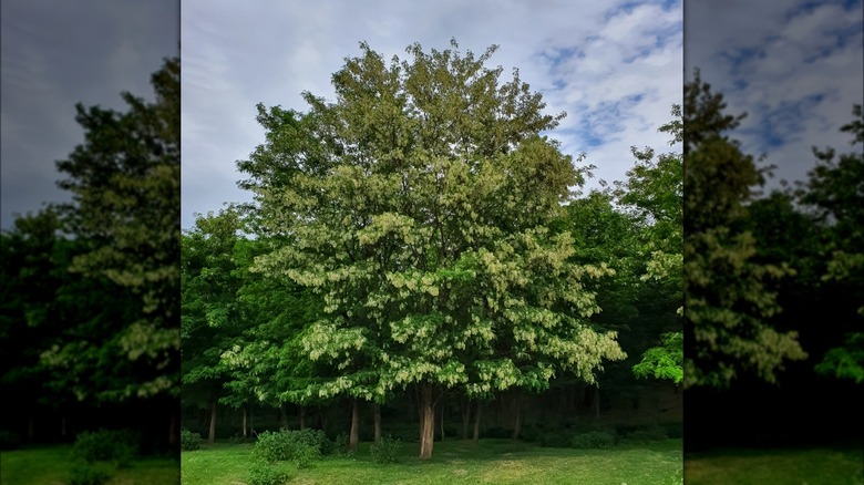 Black locust tree blooming in spring in yard