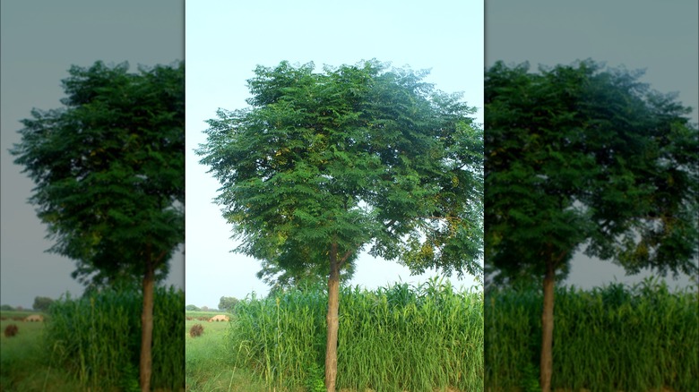 Chinaberry tree in field