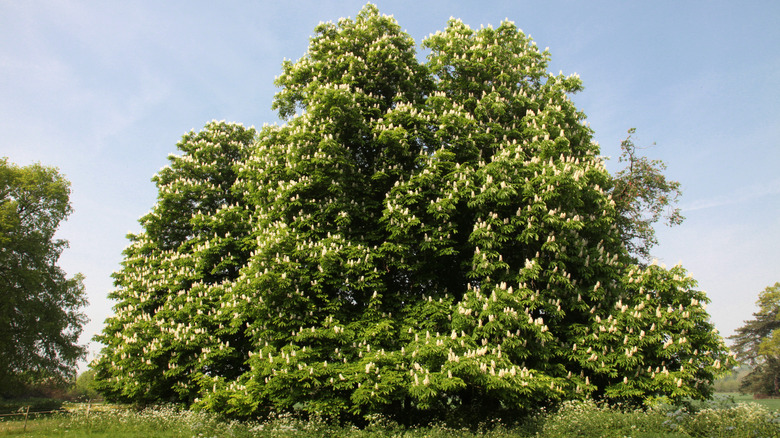 Horse chestnut trees sporting white flowers in bloom