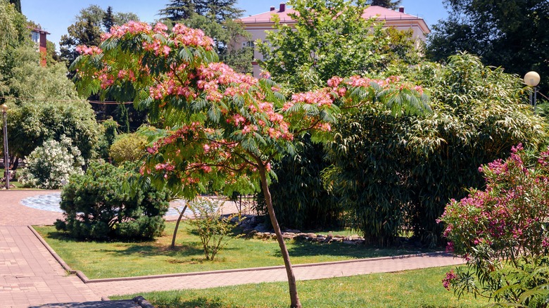 Mimosa tree blooming with pink flowers in home backyard