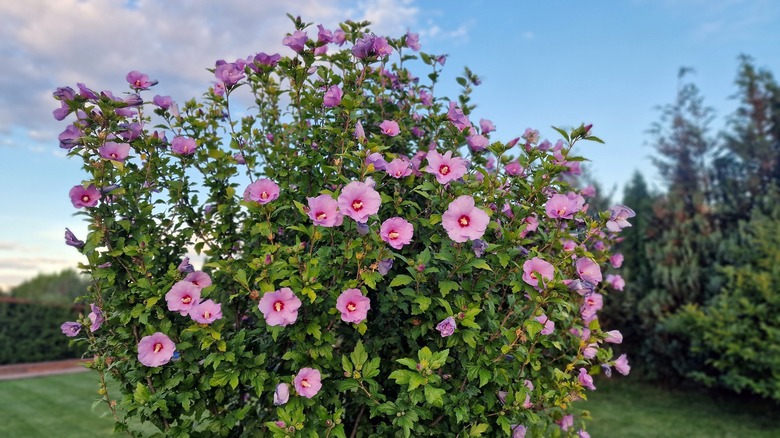 Rose of Sharon in bloom with pink flowers