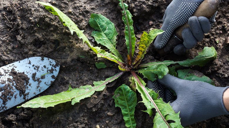 Gardener digging up dandelion weed