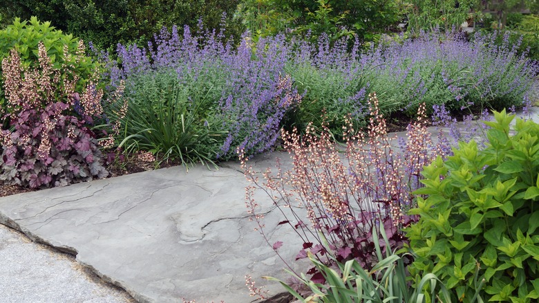 Walker's Low catmint in the garden