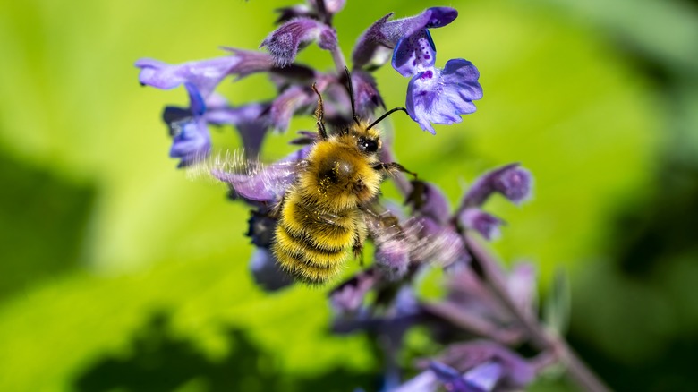 bee on the flower of Walker's Low catmint