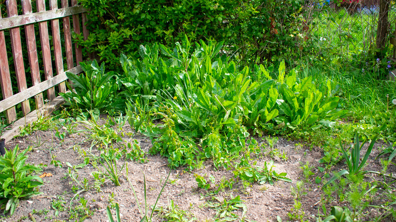 garden overgrown with weeds