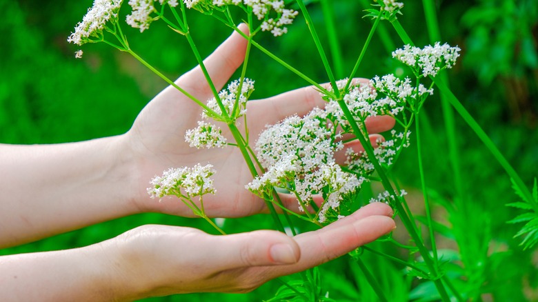 hands touching valerian root